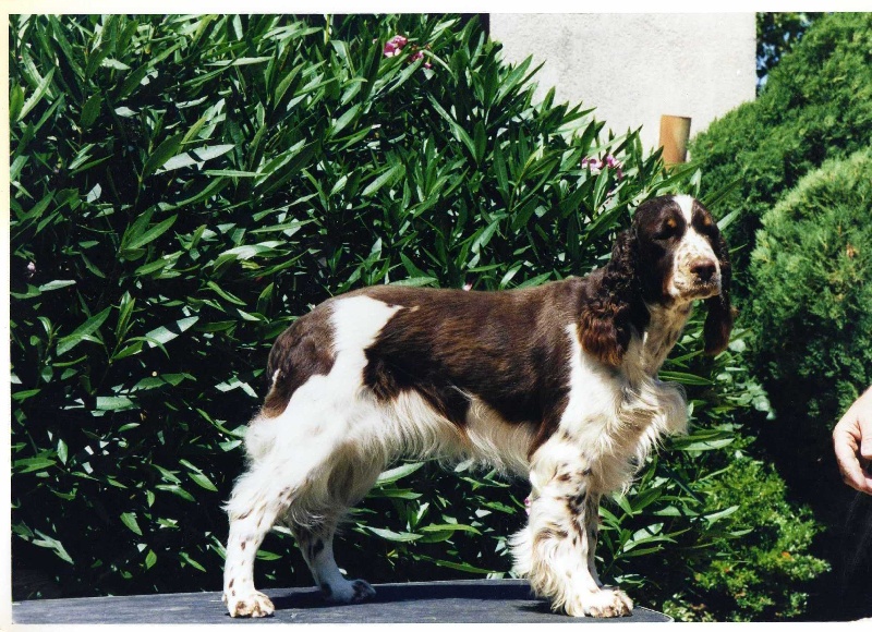 CH. Lamba du bois de Cordat