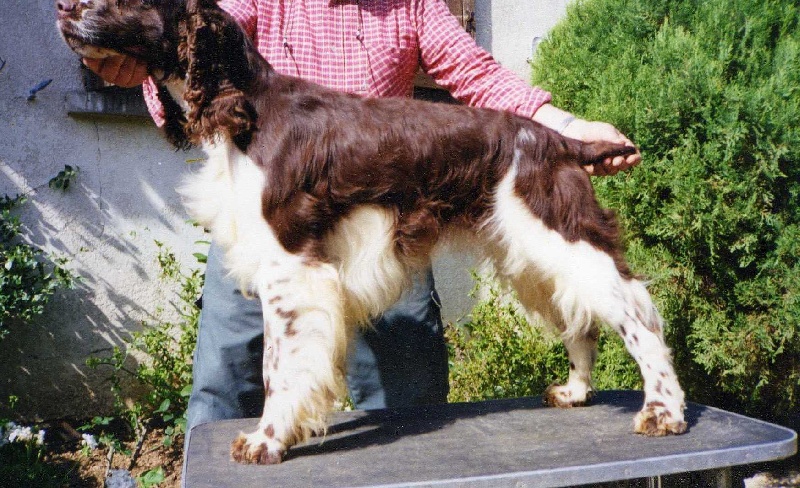 CH. Irkos du bois de Cordat